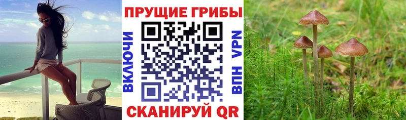 Псилоцибиновые грибы GOLDEN TEACHER  Бабаево 